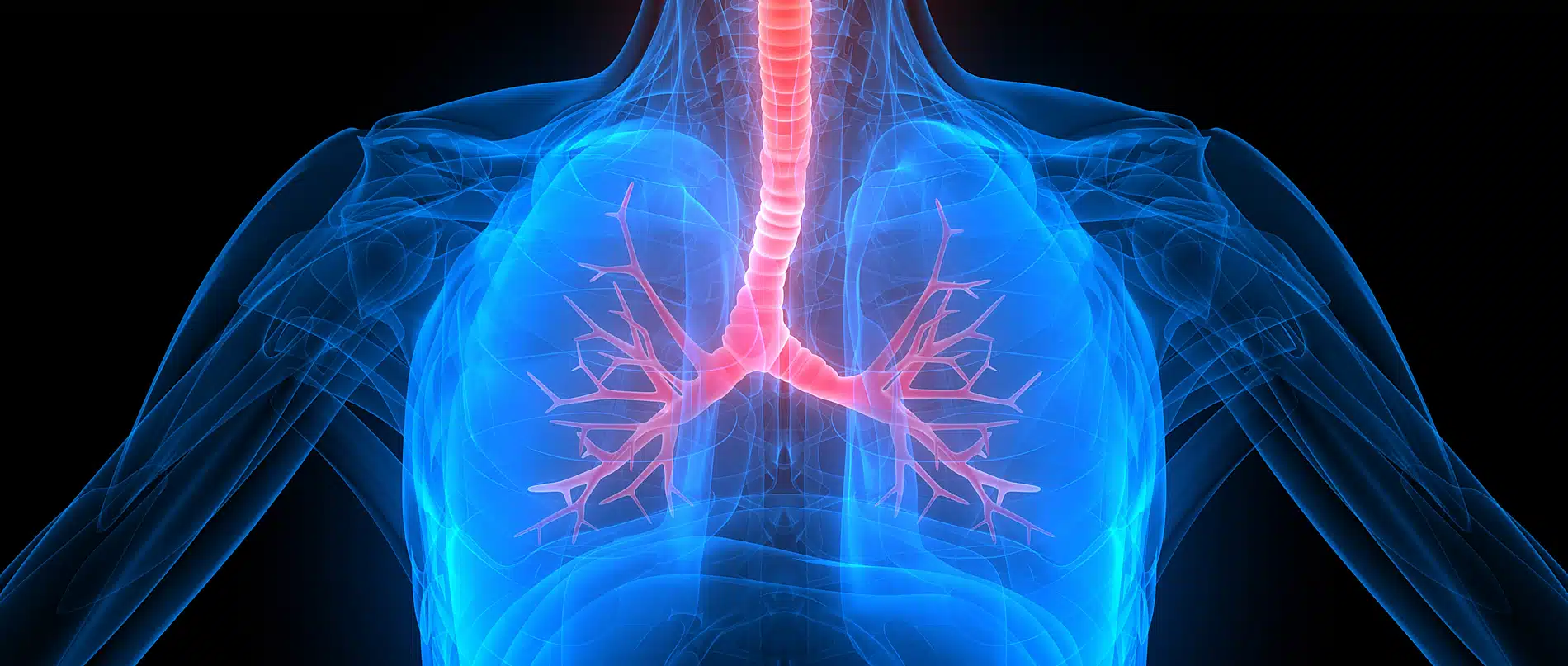 Respiratory System